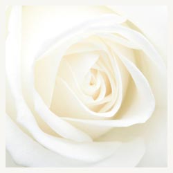 White Rose