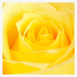 Yellow Rose