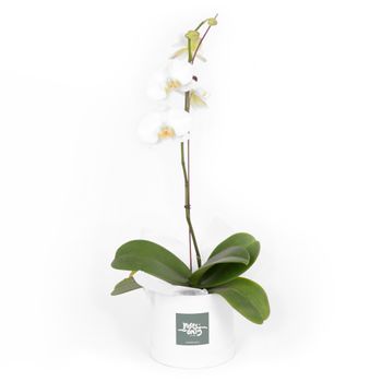 Orchid Phalaenopsis White Flowers