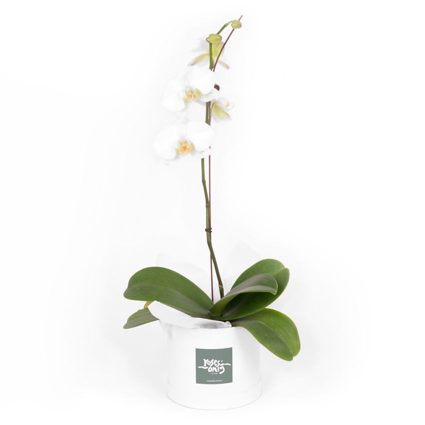 Orchid Phalaenopsis White