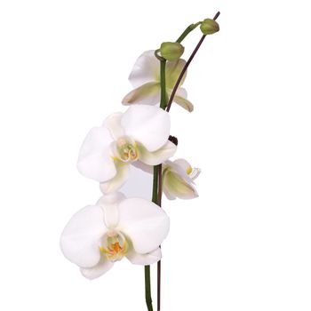 Orchid Phalaenopsis White Flowers