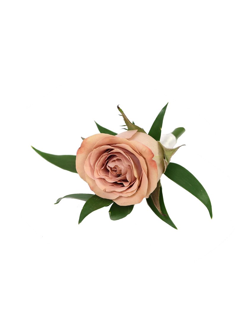 Cappuccino Buttonhole
