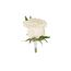 Blanc Rose Buttonhole Flowers