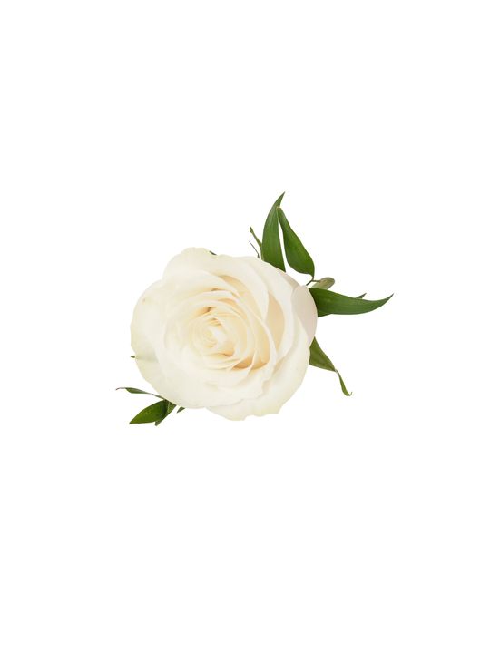 Blanc Rose Buttonhole Flowers