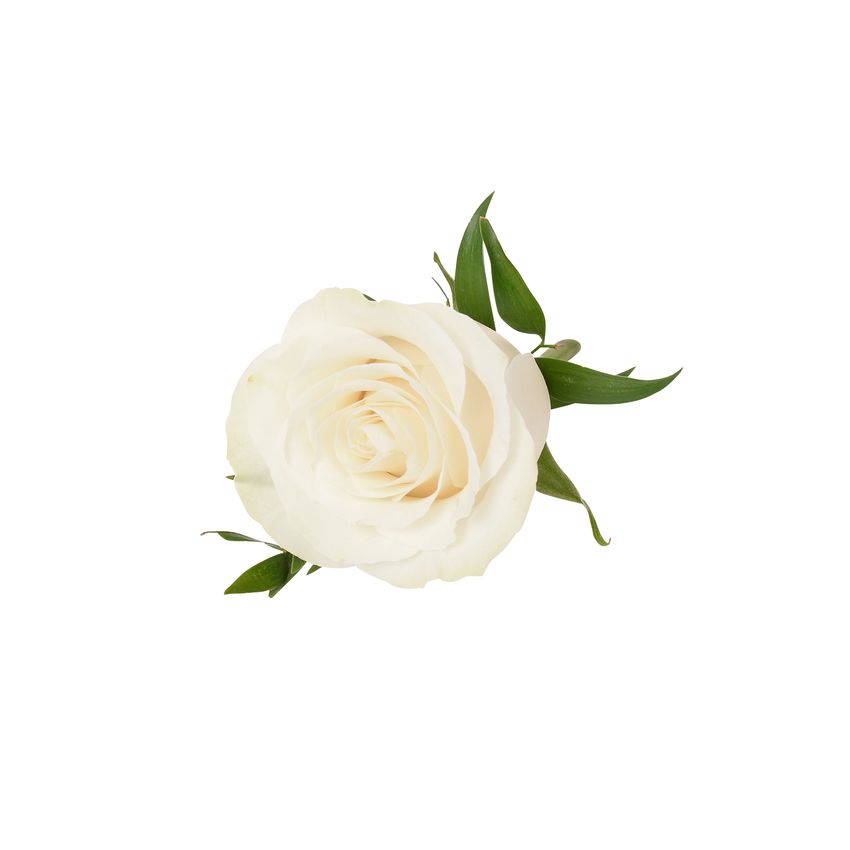 Blanc Rose Buttonhole