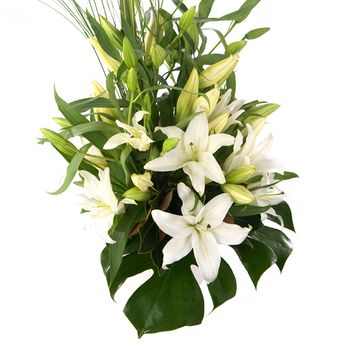 Delightful White Flowers