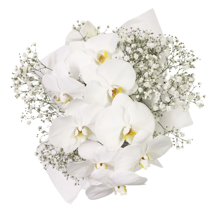 Luxury White Orchids Petite