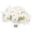 Luxury White Orchids Premium Flowers