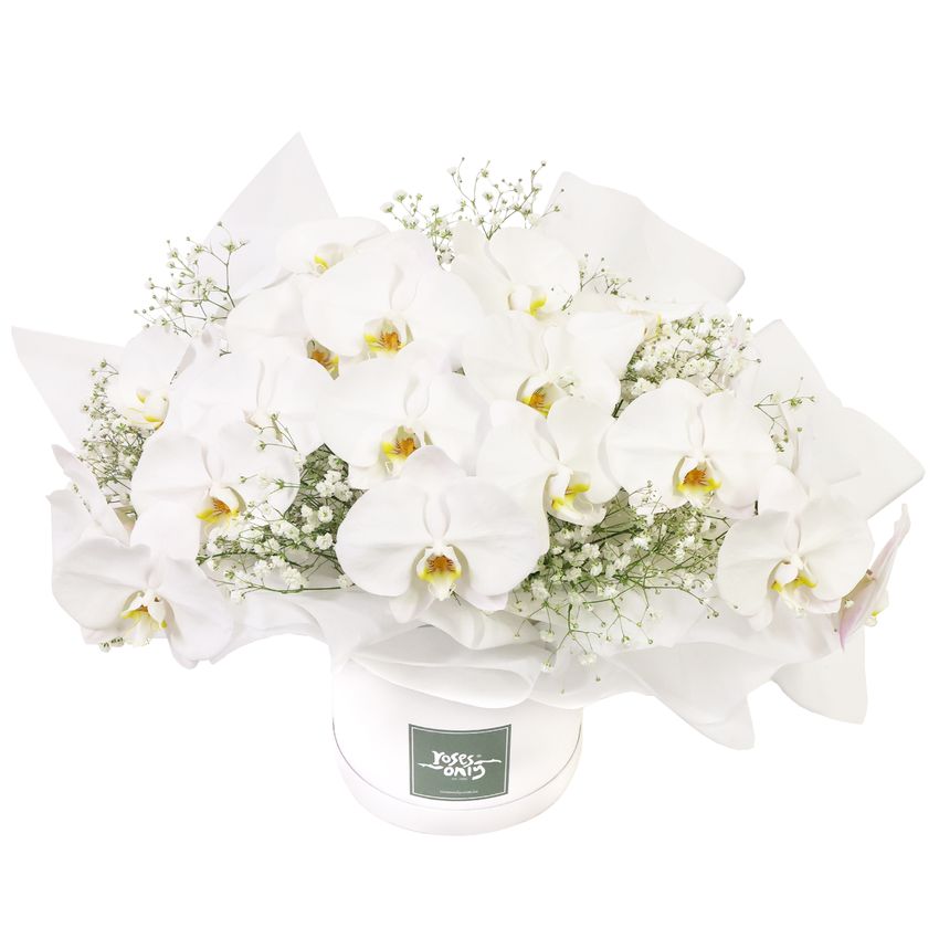 Luxury White Orchids Premium
