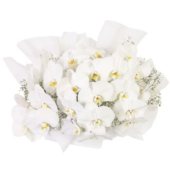 Luxury White Orchids Premium Flowers