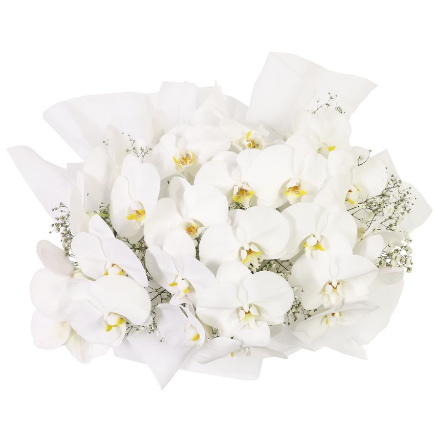 Luxury White Orchids Premium