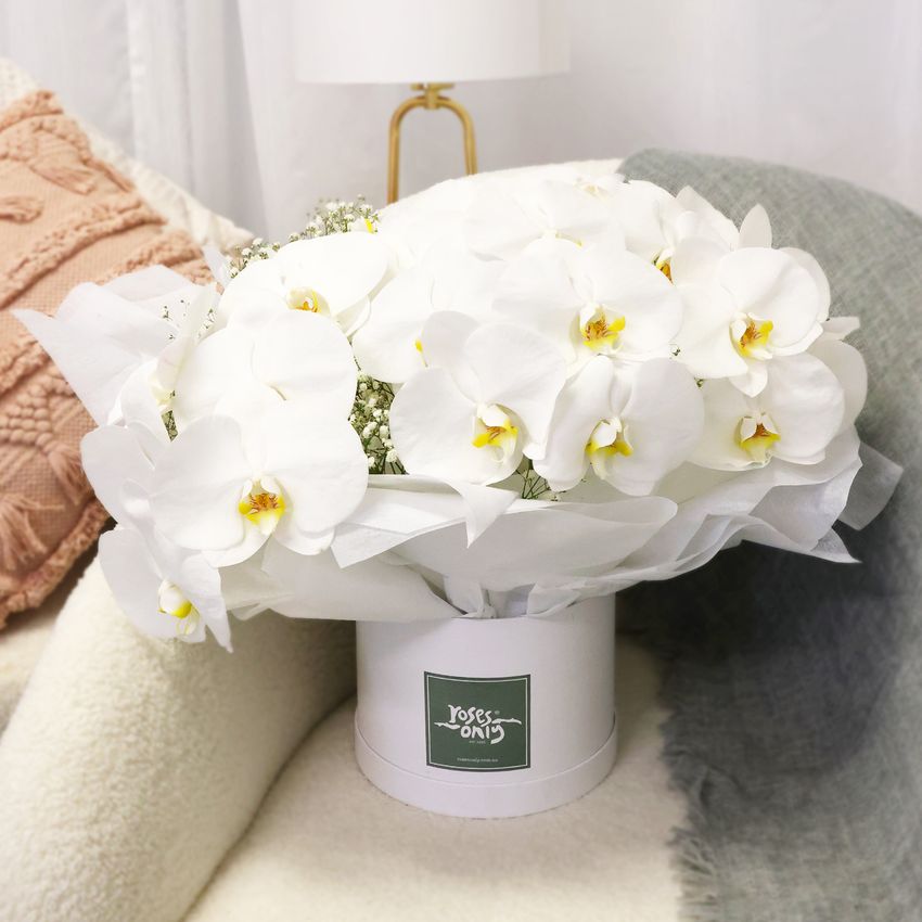 Luxury White Orchids Premium