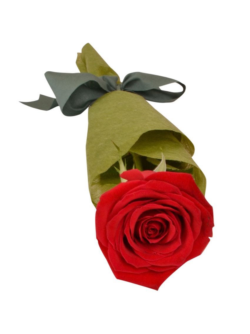 Single Wrapped Rose