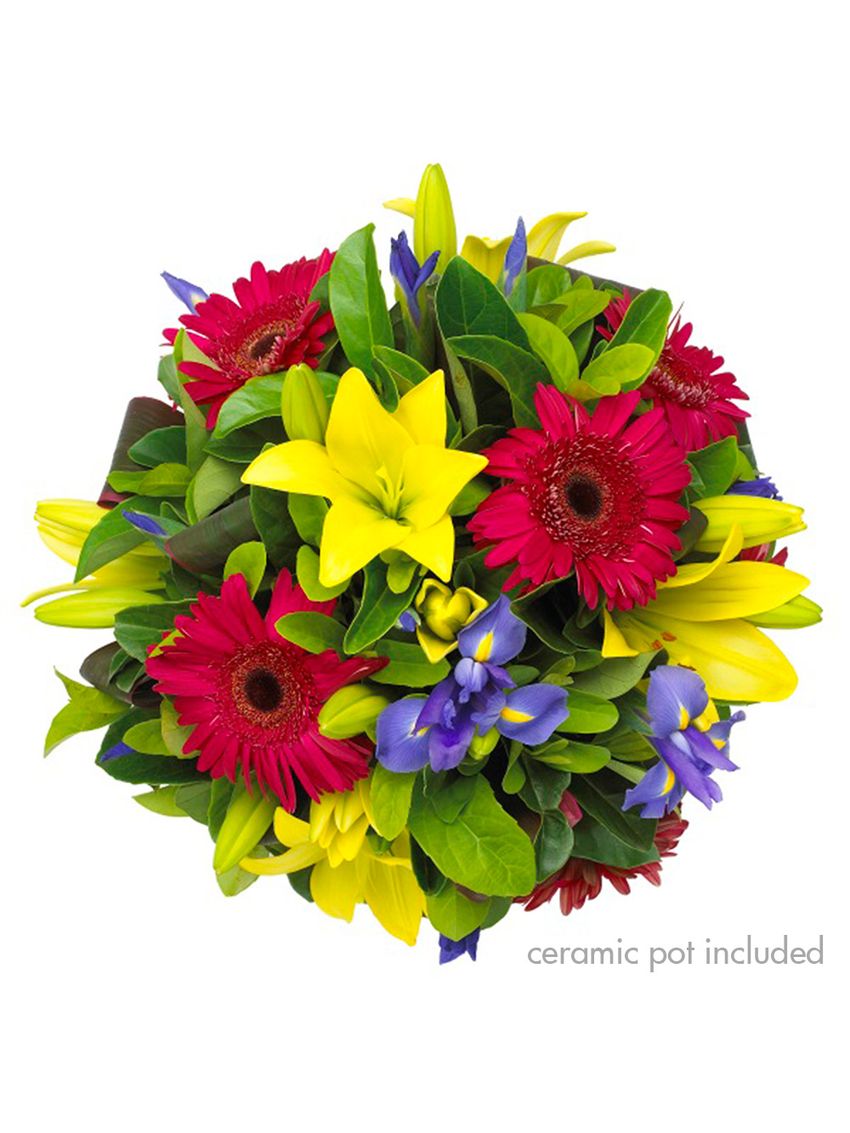 Vibrant Delight Special