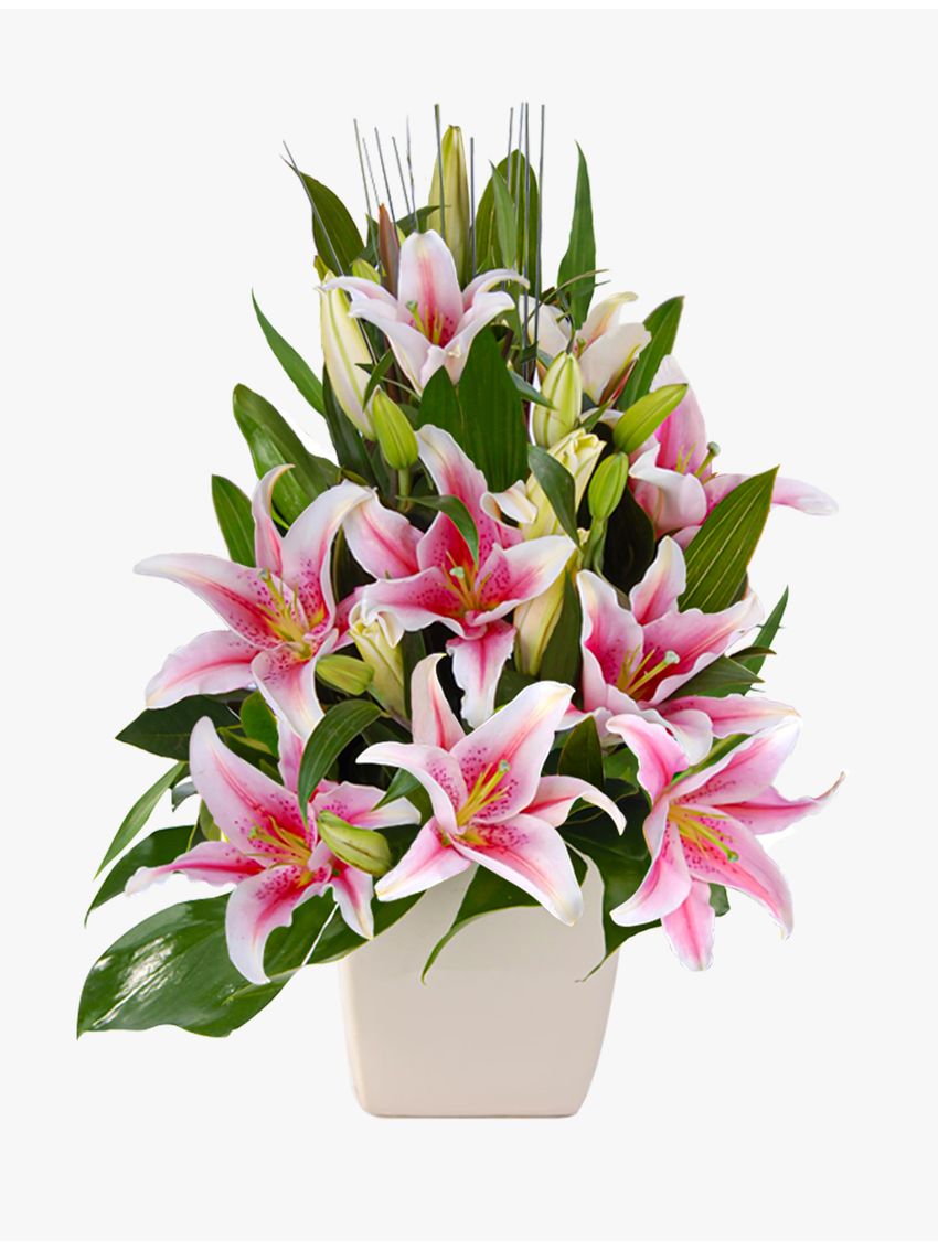 Delightful Pink