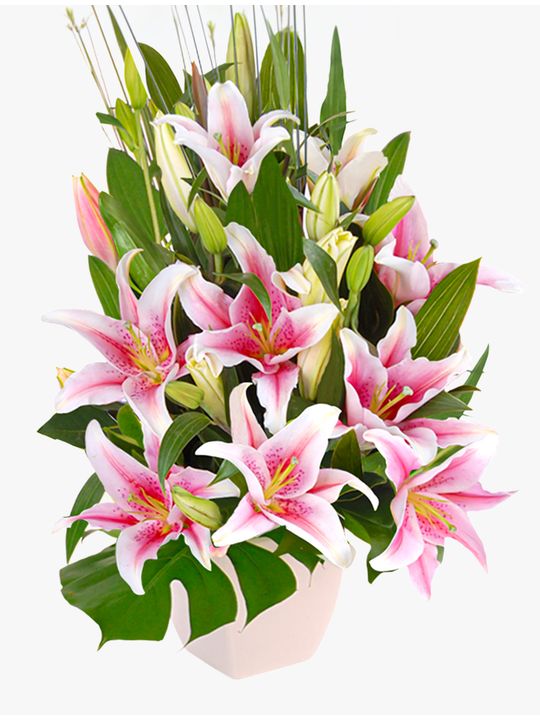 Delightful Pink Flowers