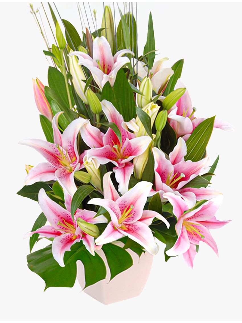 Delightful Pink