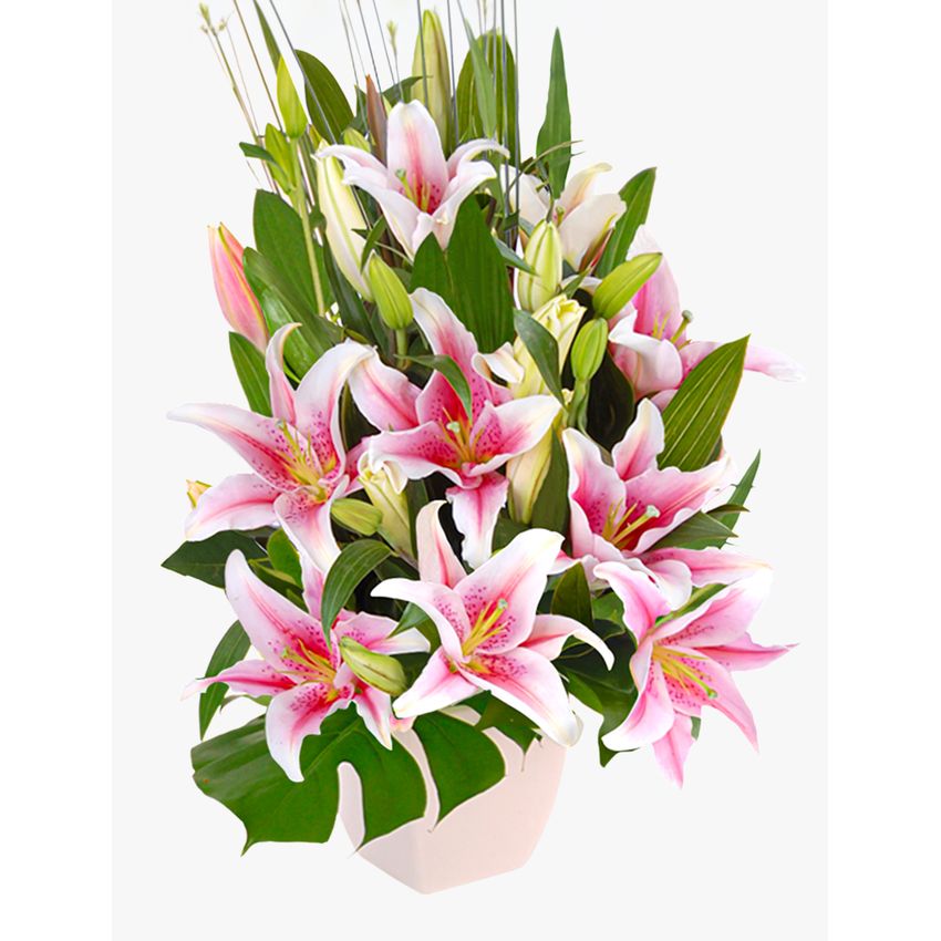 Delightful Pink