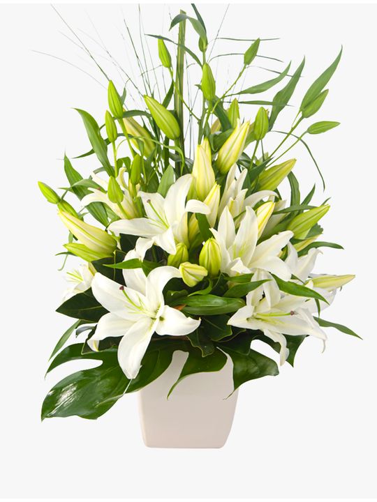 Delightful White Flowers