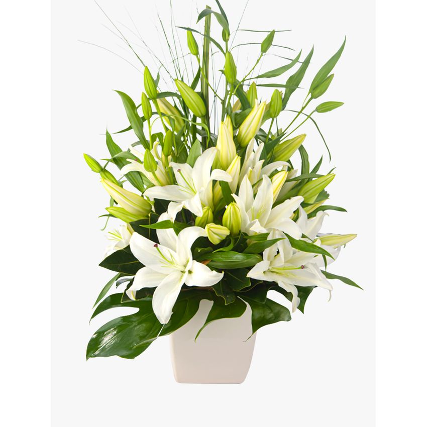 Delightful White