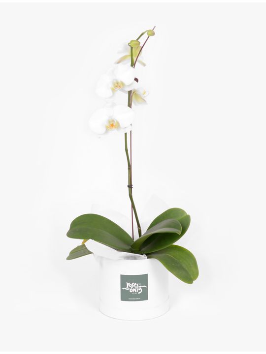 Orchid Phalaenopsis White Flowers