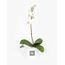 Orchid Phalaenopsis White Flowers
