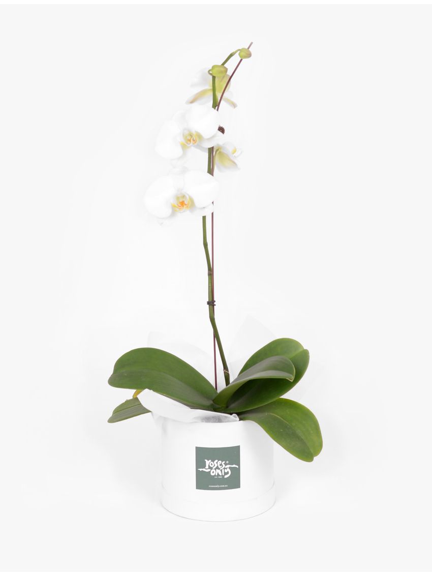 Orchid Phalaenopsis White