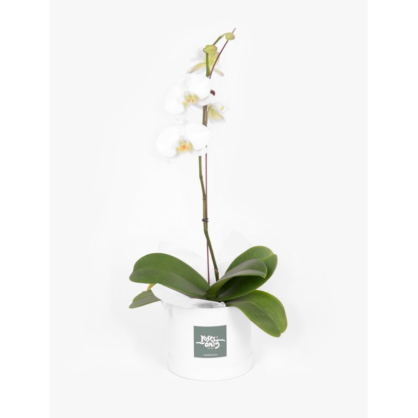 Orchid Phalaenopsis White