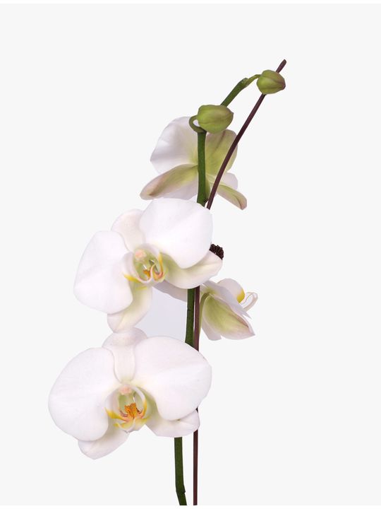 Orchid Phalaenopsis White Flowers