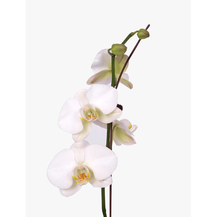Orchid Phalaenopsis White