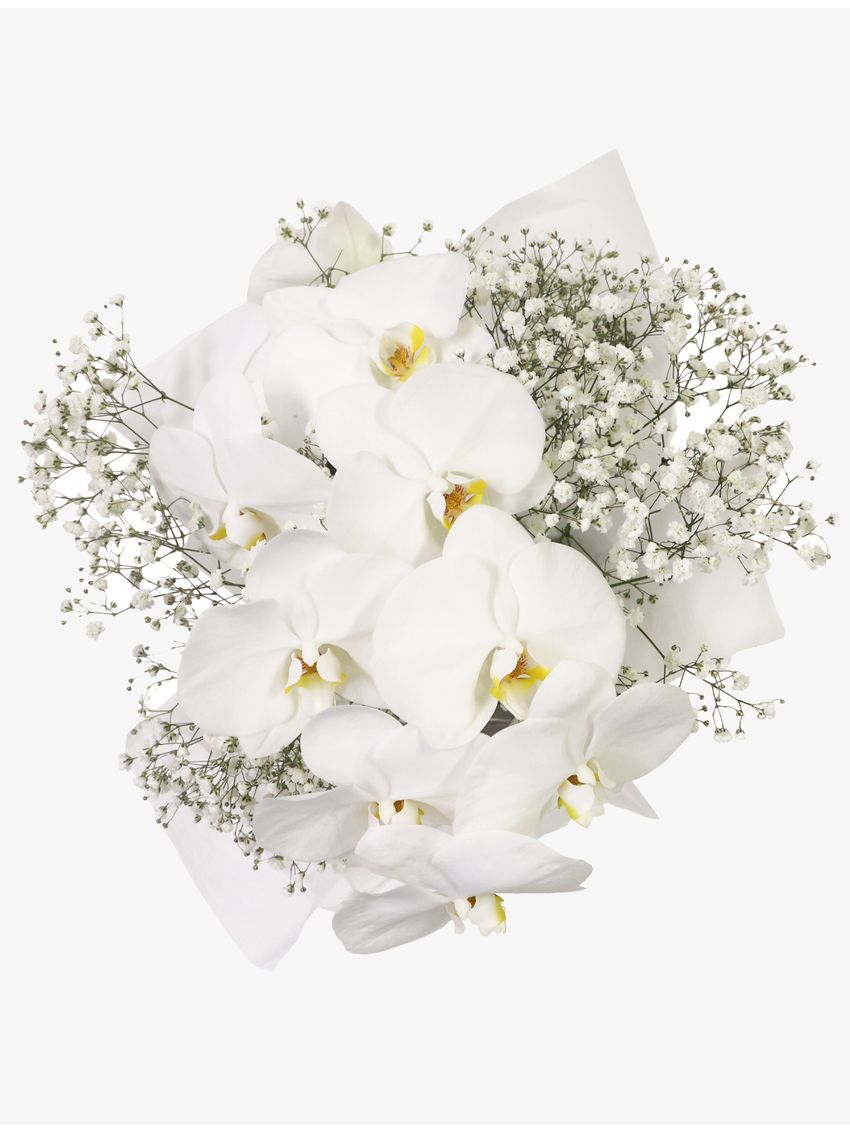 Luxury White Orchids Petite