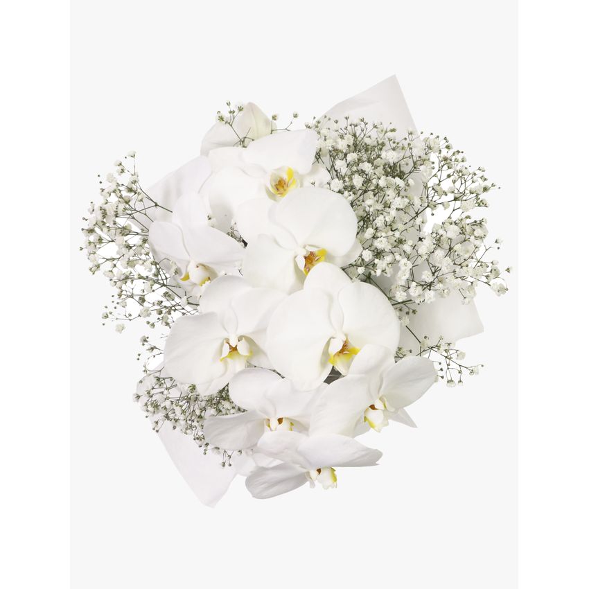 Luxury White Orchids Petite