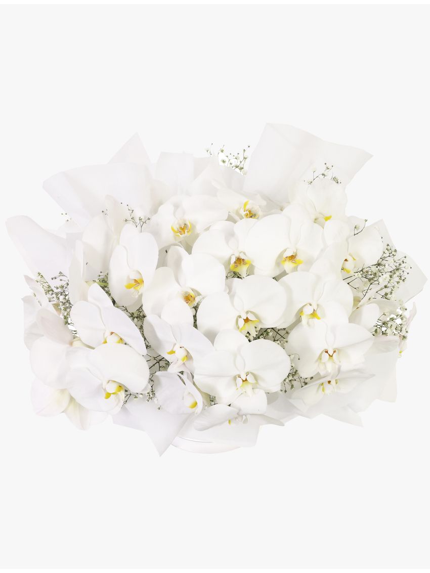 Luxury White Orchids Premium