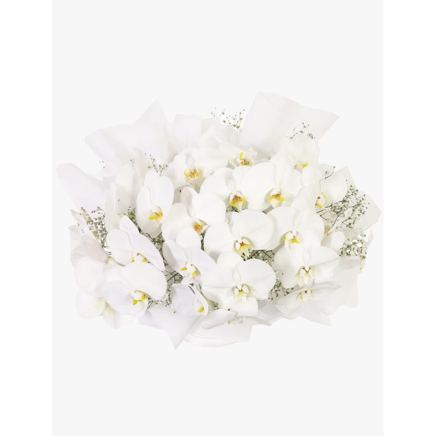 Luxury White Orchids Premium