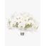 Luxury White Orchids Premium Flowers