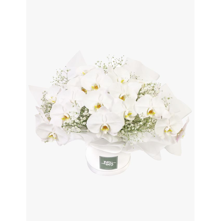 Luxury White Orchids Premium