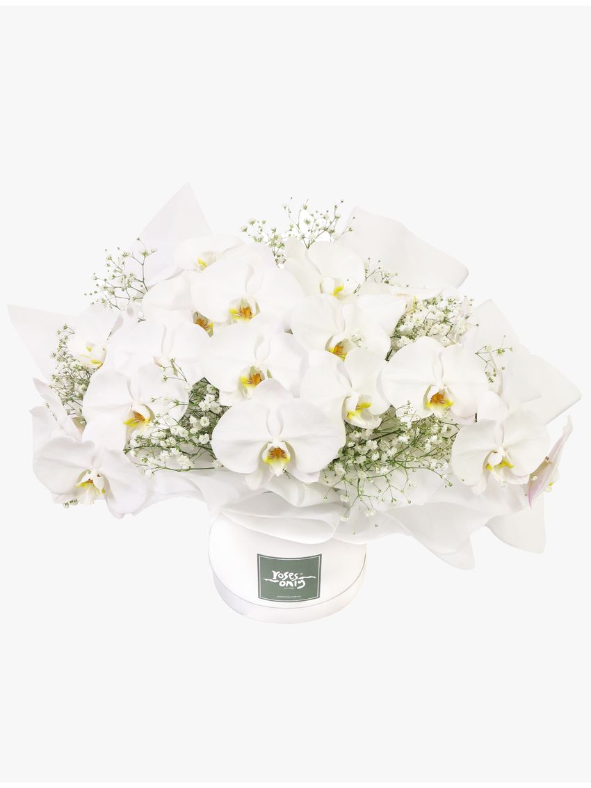 Luxury White Orchids Premium