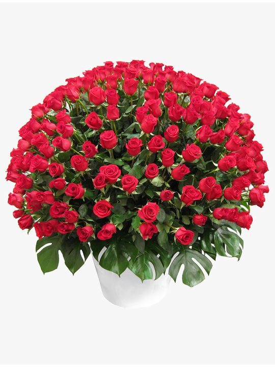 Wow! Arrangement 300 Flowers