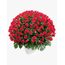 Wow! Arrangement 300 Flowers