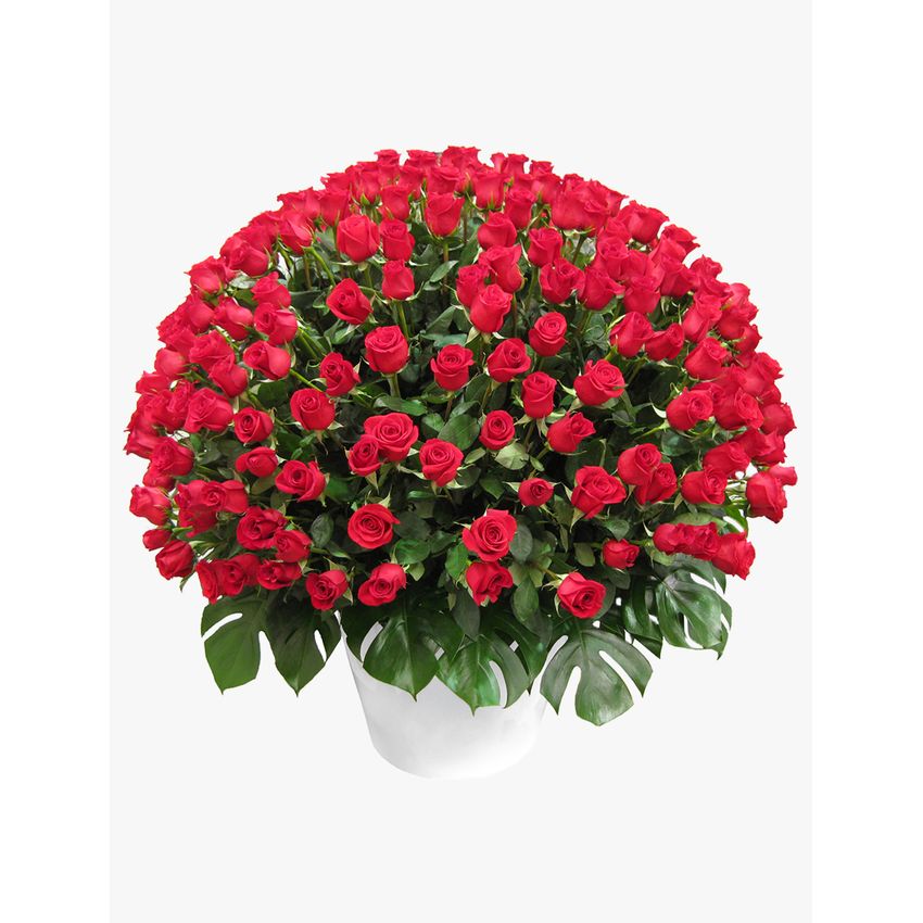 Wow! Arrangement 300