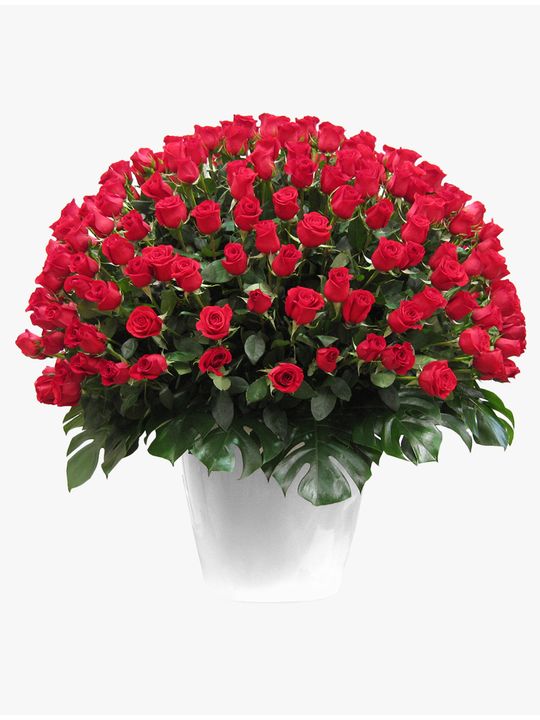 Wow! Arrangement 300 Flowers