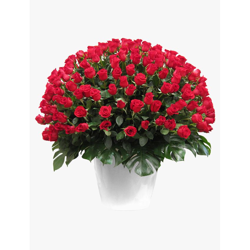 Wow! Arrangement 300