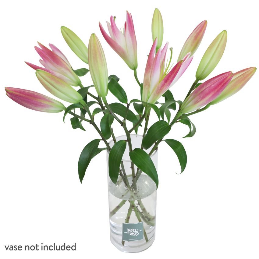5 Pink Oriental Lilies Gift Box