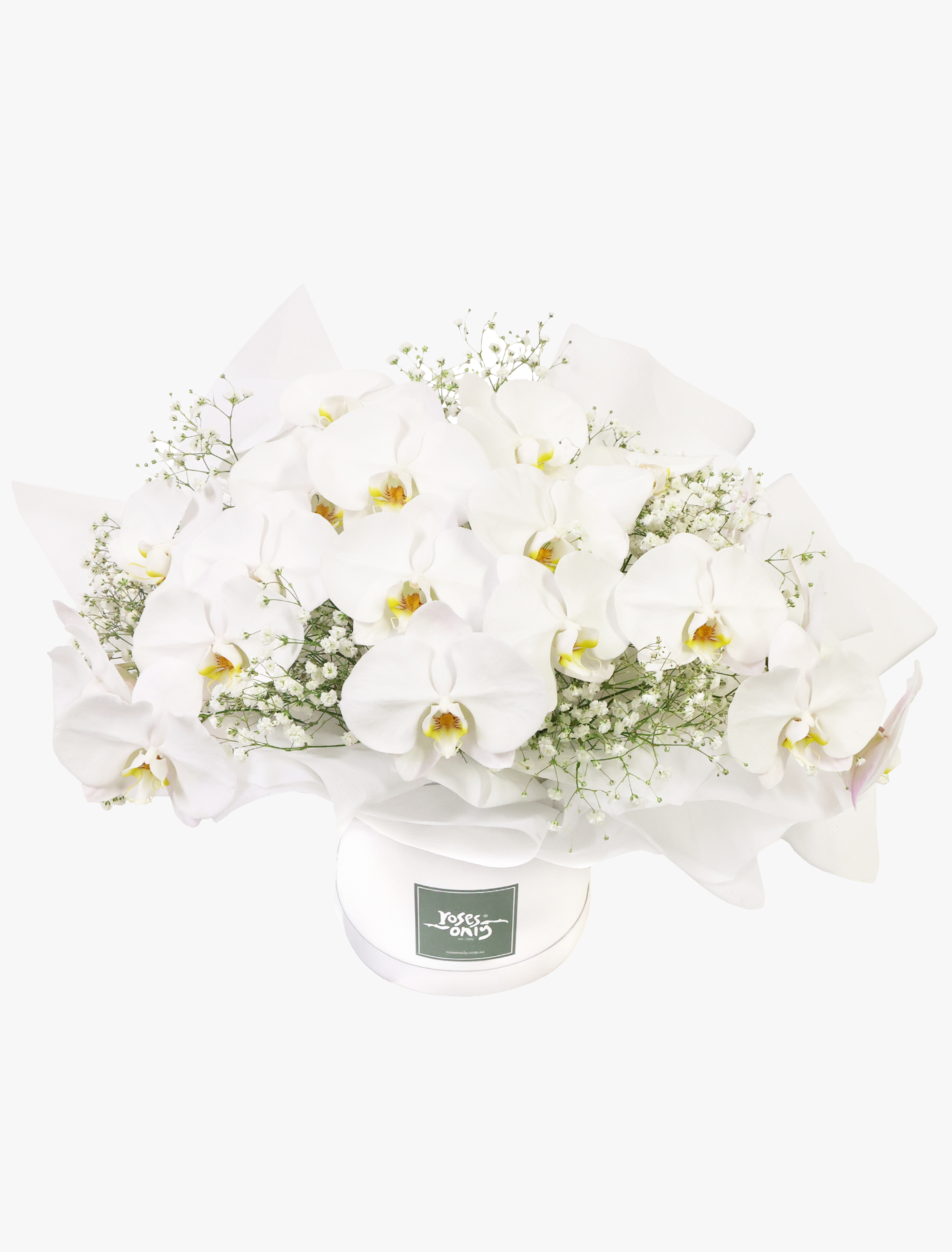 Luxury White Orchids Premium